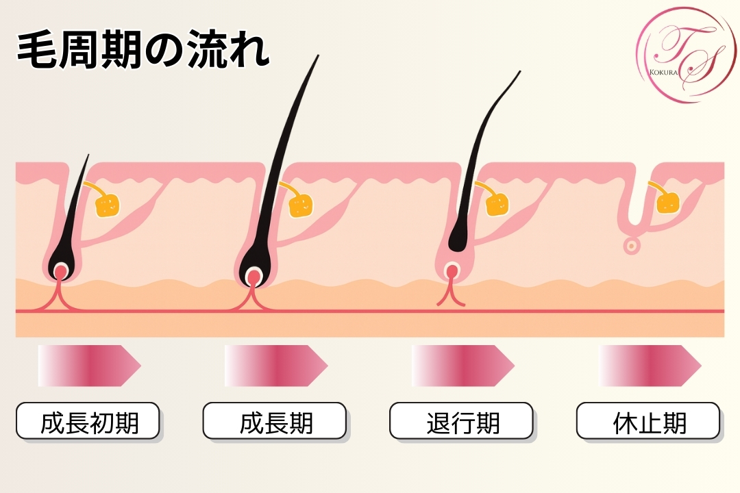 【毛周期】
成長初期、成長期、退行期、休止期
