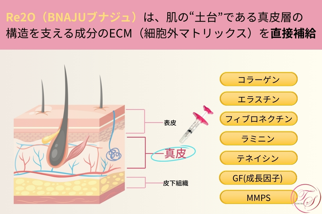 「Re2O（BNAJUブナジュ）は、肌の“土台”である真皮層の 構造を支える成分のECM（細胞外マトリックス）を直接補給」 ・コラーゲン ・エラスチン ・フィブロネクチン ・ラミニン ・テネイシン ・GF(成長因子) ・MMPs